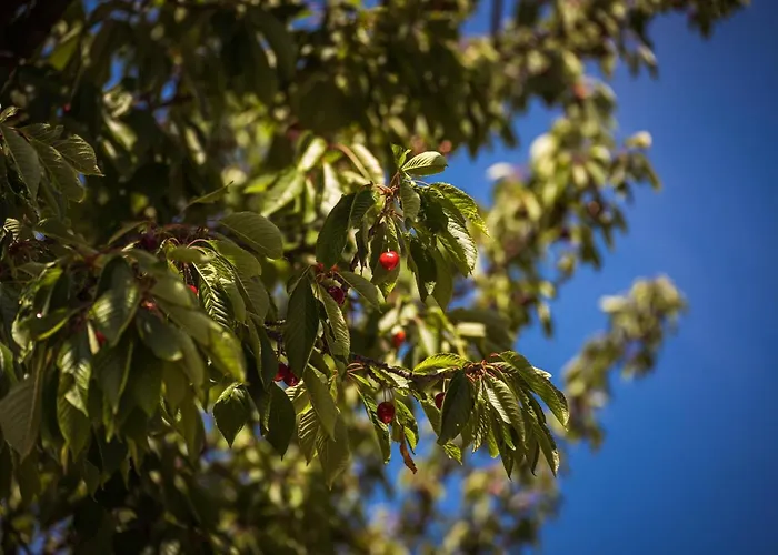 Pod Ceresnou דירה